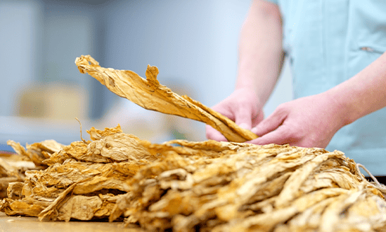 生産性向上とコスト最適化を<br class="u-is-pc">目指した葉たばこ品種改良