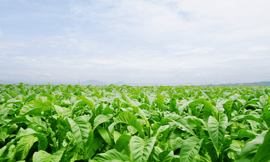 相互のメリットを追求した<br>全面的な品種転換