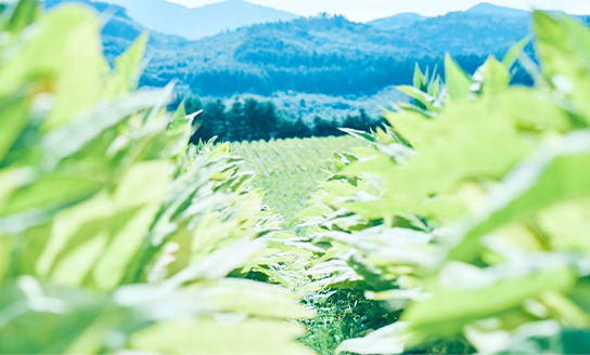 お客様のニーズに一貫対応<br class="u-is-sp">する<br class="u-is-pc">JTのバリューチェーン