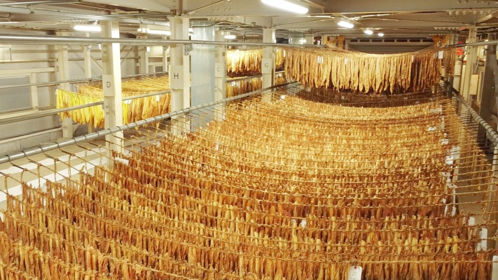 バーレー種乾燥室