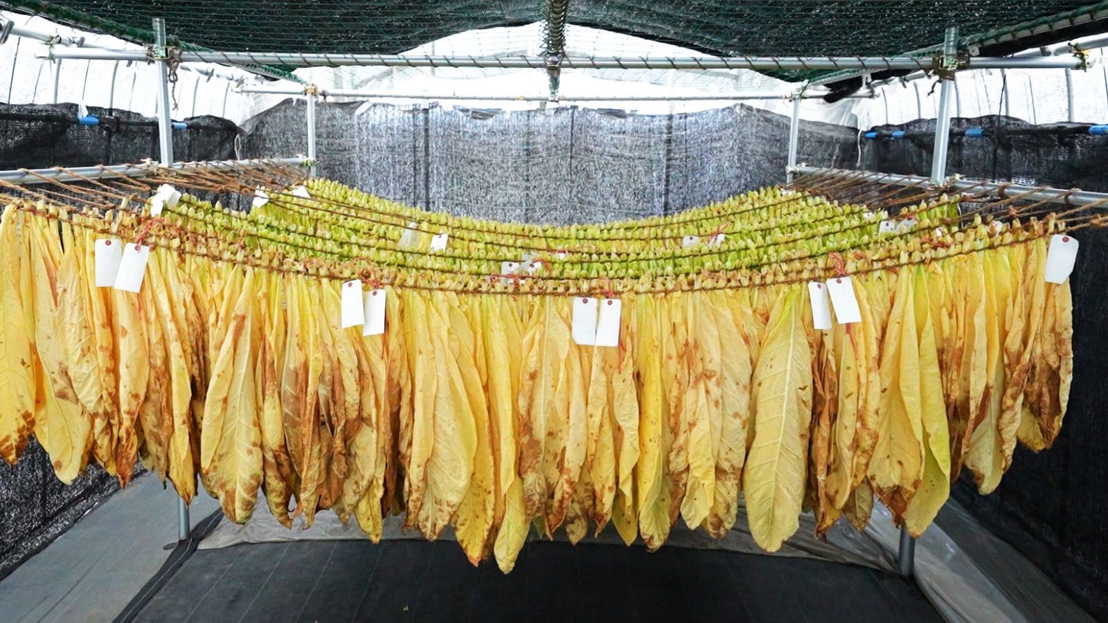 乾燥用パイプハウス