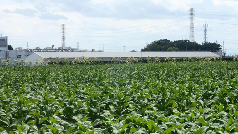 ゴールドリーフ葉たばこ原料の開発プロジェクト