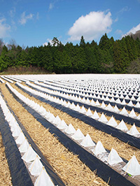 かつての葉たばこ栽培の様子。