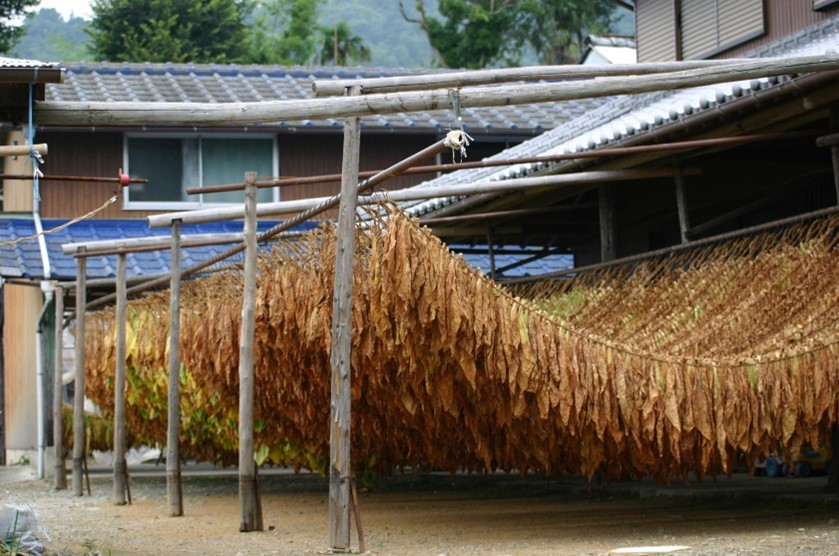 葉たばこの一大産地だった三好市