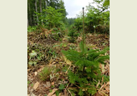 植栽されたトドマツの苗木は順調に成長