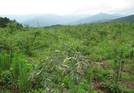 雑草が生い茂る下刈前の植栽地