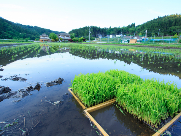 陸前高田市の復興